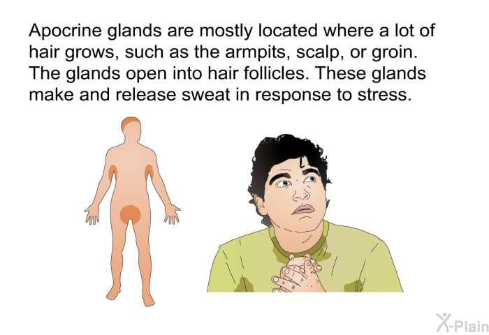 Apocrine glands are mostly located where a lot of hair grows, such as the armpits, scalp, or groin. The glands open into hair follicles. These glands make and release sweat in response to stress.