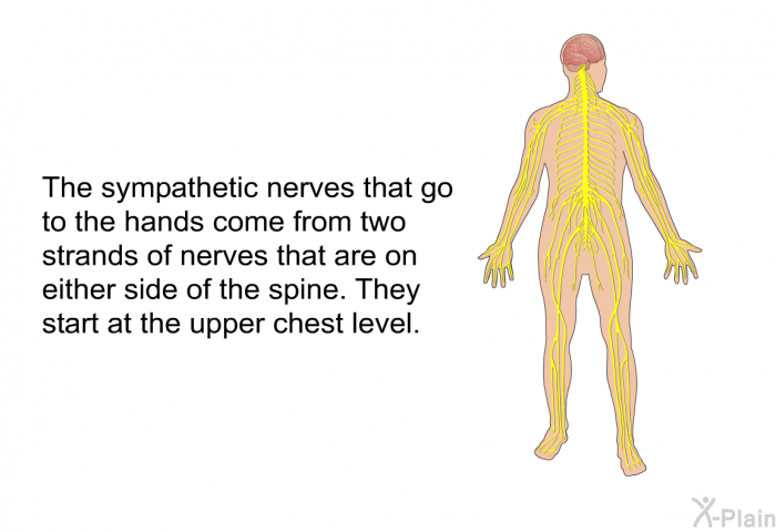 The sympathetic nerves that go to the hands come from two strands of nerves that are on either side of the spine. They start at the upper chest level.