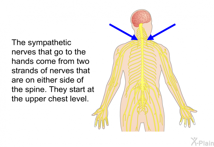 The sympathetic nerves that go to the hands come from two strands of nerves that are on either side of the spine. They start at the upper chest level.