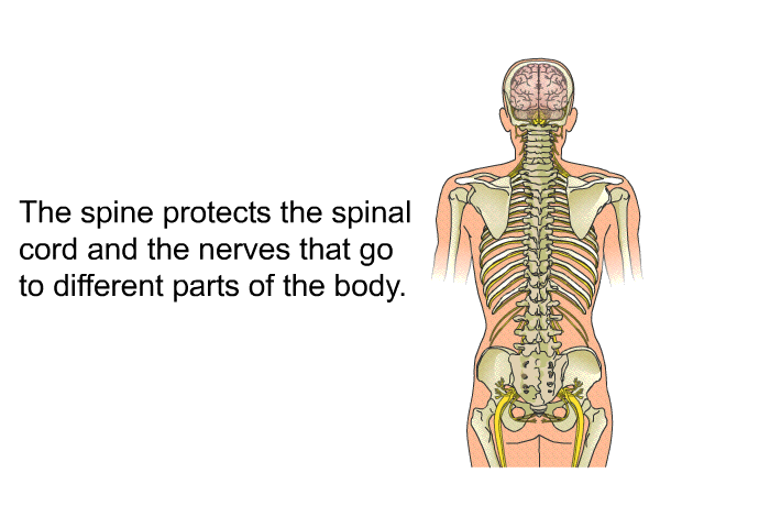 The spine protects the spinal cord and the nerves that go to different parts of the body.