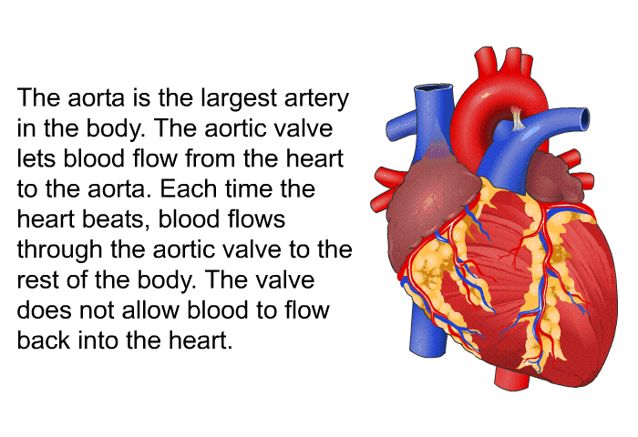 The aorta is the largest artery in the body. The aortic valve lets blood flow from the heart to the aorta. Each time the heart beats, blood flows through the aortic valve to the rest of the body. The valve does not allow blood to flow back into the heart.