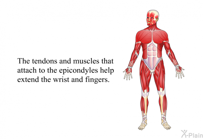 The tendons and muscles that attach to the epicondyles help extend the wrist and fingers.