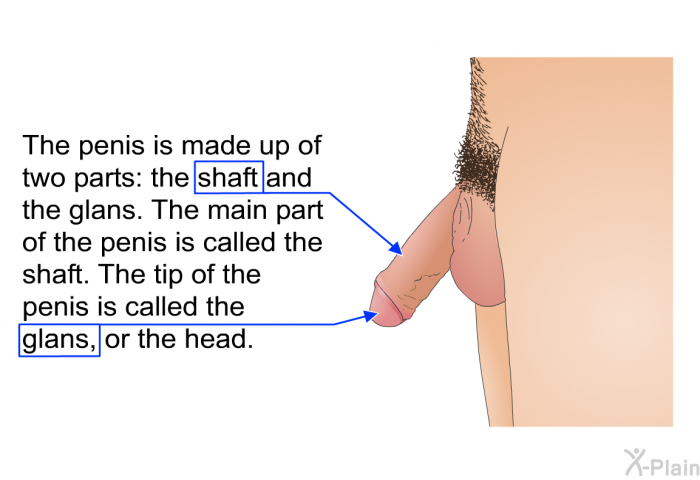 The penis is made up of two parts: the shaft and the glans. The main part of the penis is called the shaft. The tip of the penis is called the glans, or the head.