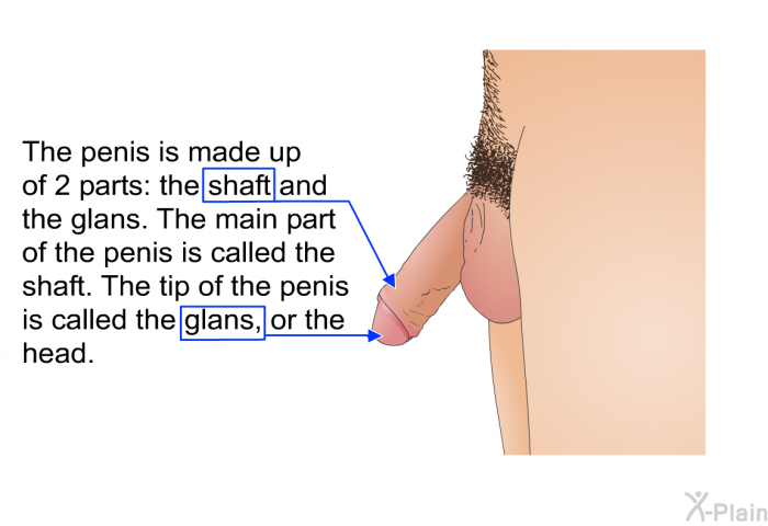 The penis is made up of 2 parts: the shaft and the glans. The main part of the penis is called the shaft. The tip of the penis is called the glans, or the head.