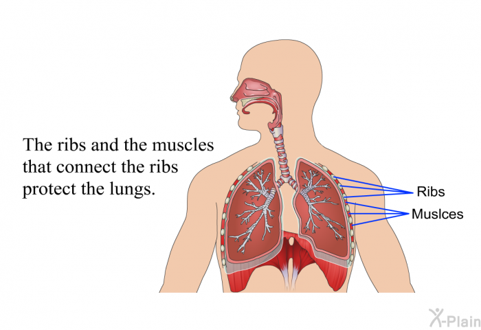 The ribs and the muscles that connect the ribs protect the lungs.