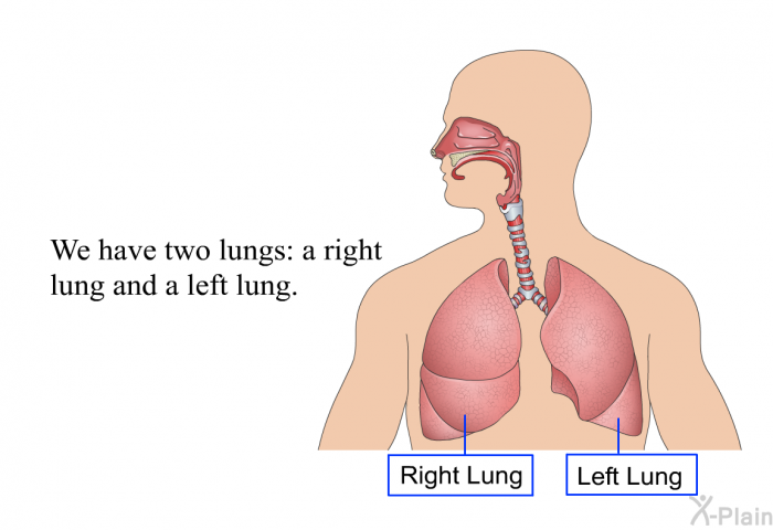 We have two lungs: a right lung and a left lung.