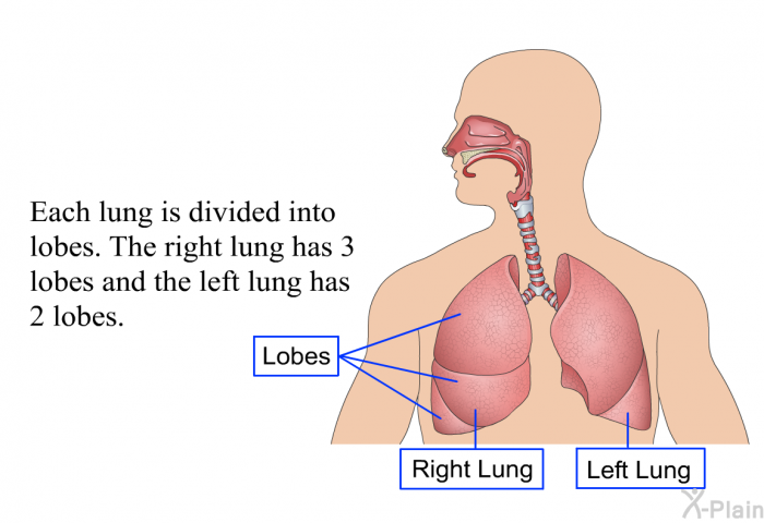 Each lung is divided into lobes. The right lung has 3 lobes and the left lung has 2 lobes.