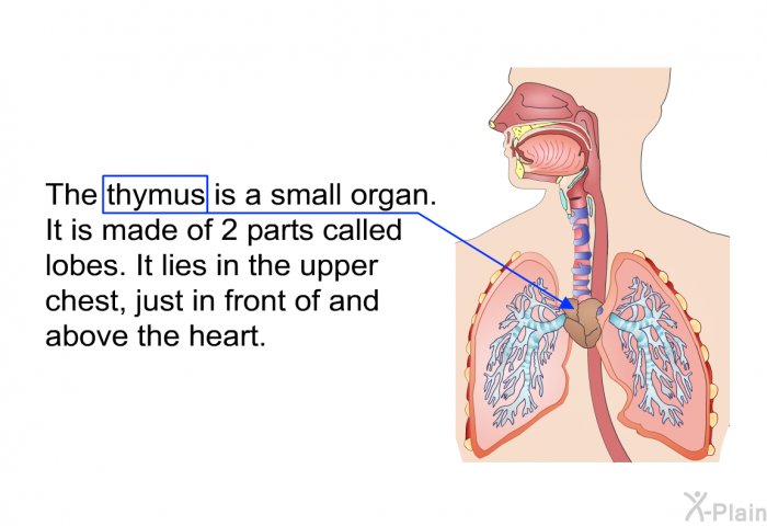 The thymus is a small organ. It is made of 2 parts called lobes. It lies in the upper chest, just in front of and above the heart.
