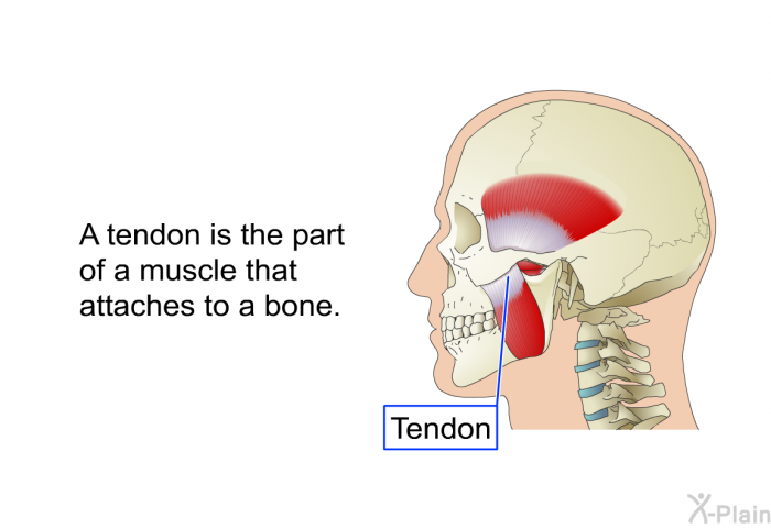 A tendon is the part of a muscle that attaches to a bone.