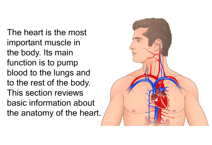 The heart is the most important muscle in the body. Its main function is to pump blood to the lungs and to the rest of the body. This section reviews basic information about the anatomy of the heart.