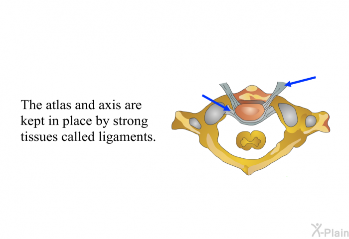 The atlas and axis are kept in place by strong tissues called ligaments.