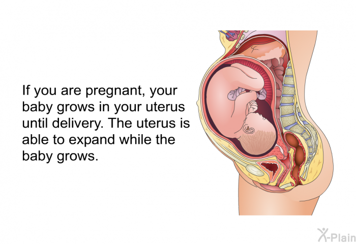 If you are pregnant, your baby grows in your uterus until delivery. The uterus is able to expand while the baby grows.