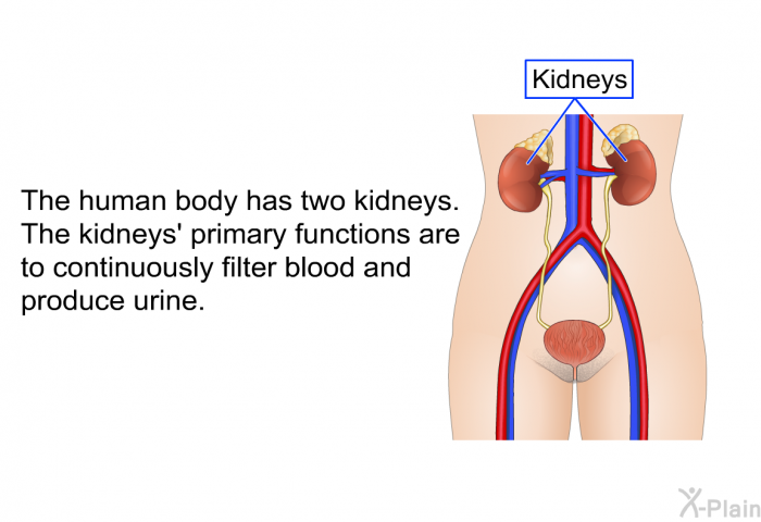 The human body has two kidneys. The kidneys' primary functions are to continuously filter blood and produce urine.