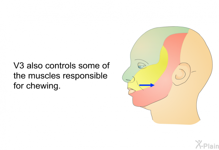 V3 also controls some of the muscles responsible for chewing.