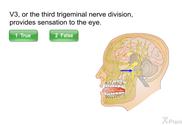 V3, or the third trigeminal nerve division, provides sensation to the eye. Press True or False.