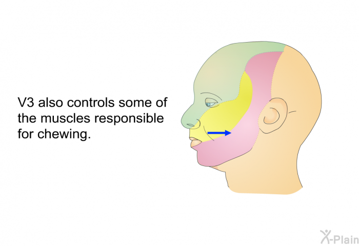 V3 also controls some of the muscles responsible for chewing.