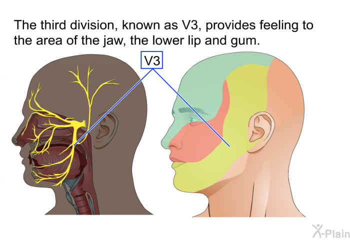 The third division, known as V3, provides feeling to the area of the jaw, the lower lip and gum.