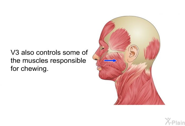 V3 also controls some of the muscles responsible for chewing.