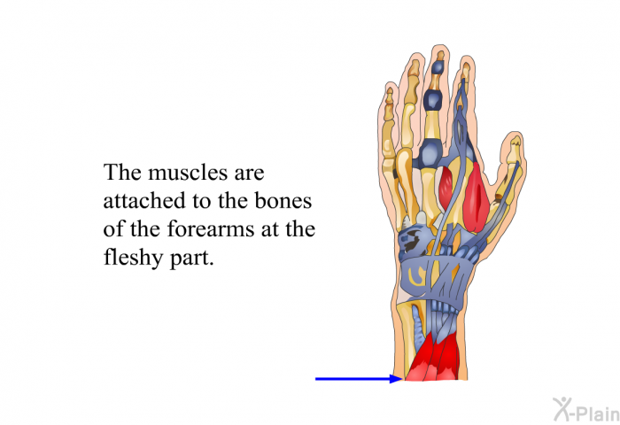 The muscles are attached to the bones of the forearms at the fleshy part.