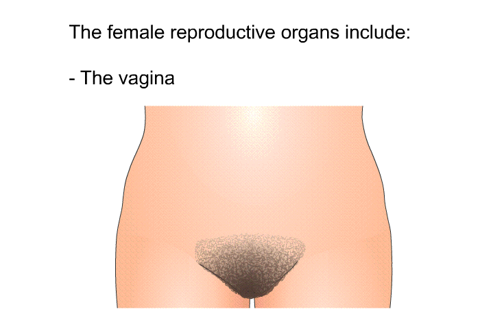 The female reproductive organs include:  The vagina