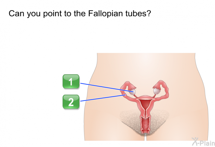 Can you point to the Fallopian tubes? Select 1 or 2.