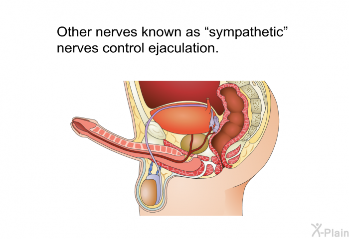 Other nerves known as “sympathetic” nerves control ejaculation.