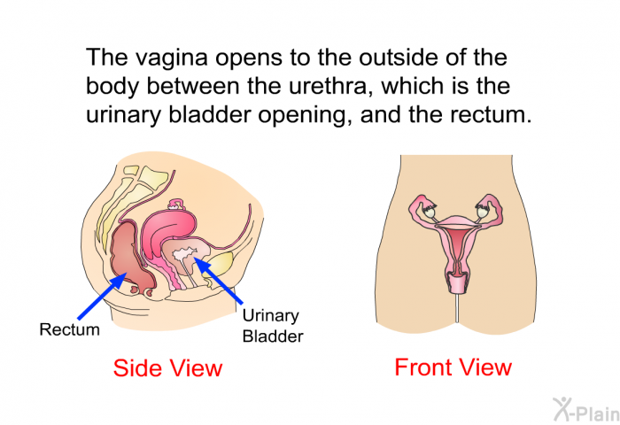 The vagina opens to the outside of the body between the urethra, which is the urinary bladder opening, and the rectum.