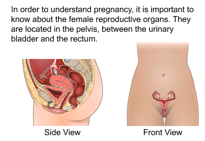 In order to understand pregnancy, it is important to know about the female reproductive organs. They are located in the pelvis, between the urinary bladder and the rectum.