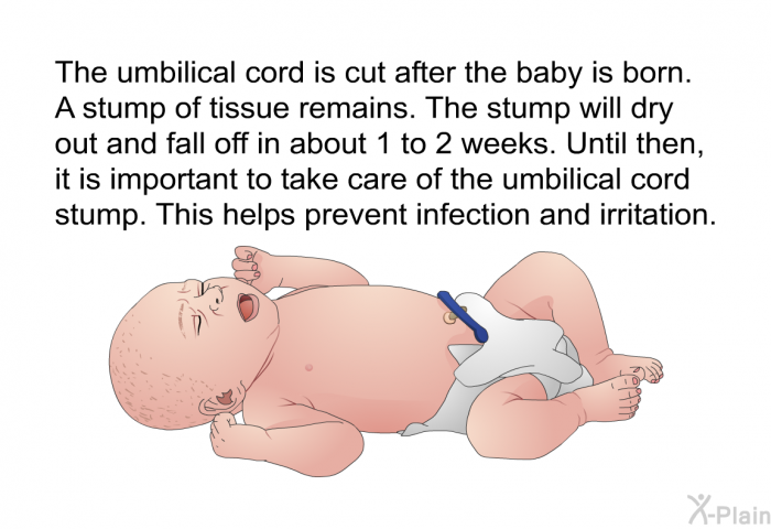 The umbilical cord is cut after the baby is born. A stump of tissue remains. The stump will dry out and fall off in about 1 to 2 weeks. Until then, it is important to take care of the umbilical cord stump. This helps prevent infection and irritation.