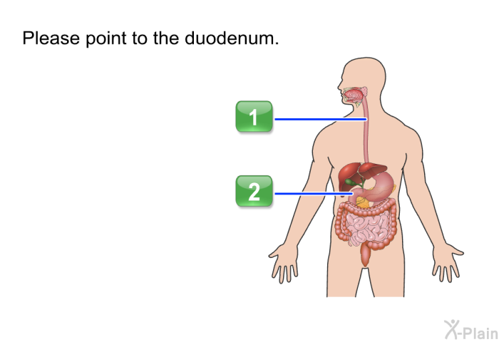 Please point to the duodenum.