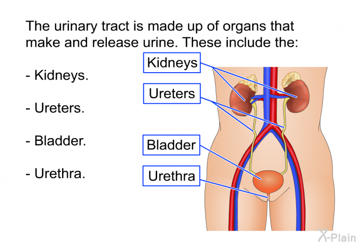 The urinary tract is made up of organs that make and release urine. These include the:  Kidneys. Ureters. Bladder. Urethra.