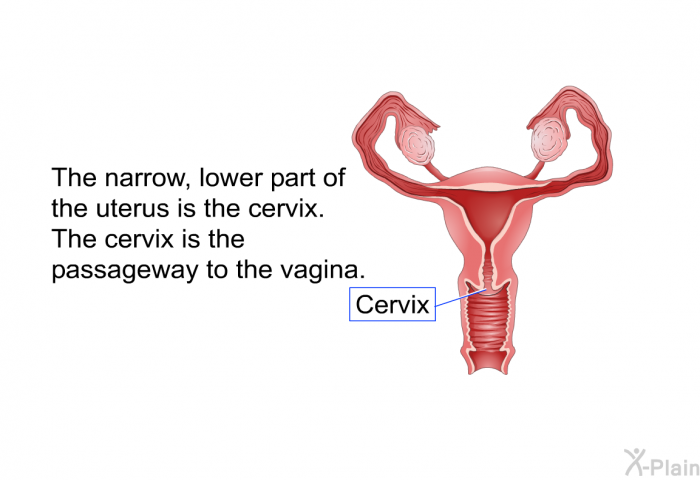 The narrow, lower part of the uterus is the cervix. The cervix is the passageway to the vagina.