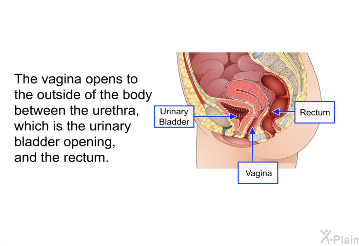 The vagina opens to the outside of the body between the urethra, which is the urinary bladder opening, and the rectum.