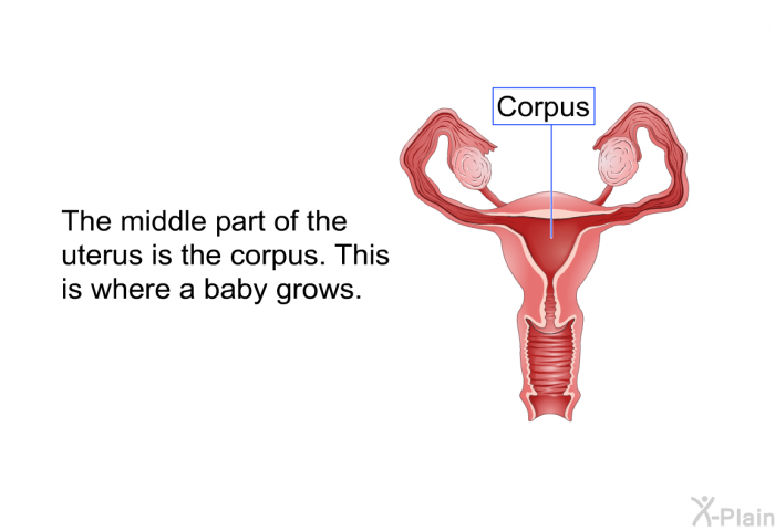 The middle part of the uterus is the corpus. This is where a baby grows.