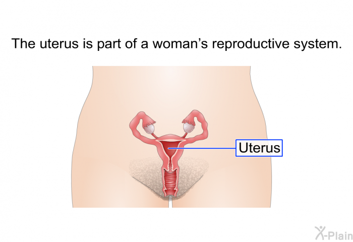 The uterus is part of a woman's reproductive system.