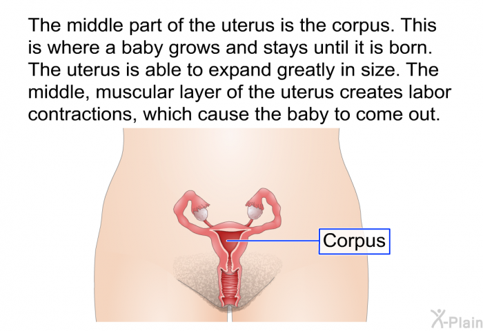 The middle part of the uterus is the corpus. This is where a baby grows and stays until it is born. The uterus is able to expand greatly in size. The middle, muscular layer of the uterus creates labor contractions, which cause the baby to come out.