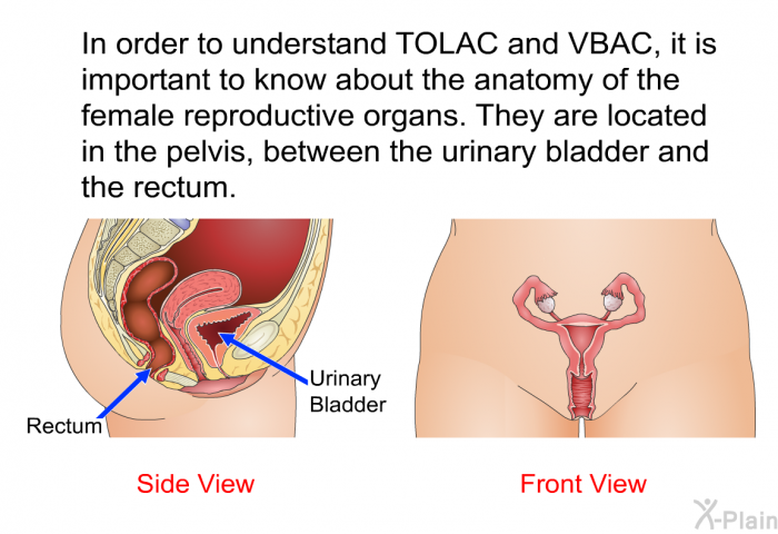 In order to understand TOLAC and VBAC, it is important to know about the anatomy of the female reproductive organs. They are located in the pelvis, between the urinary bladder and the rectum.