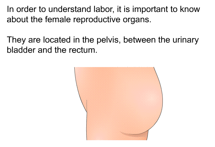 In order to understand labor, it is important to know about the female reproductive organs. They are located in the pelvis, between the urinary bladder and the rectum.