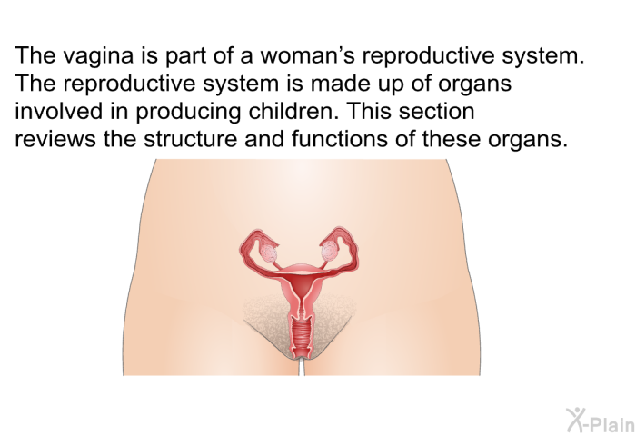 The vagina is part of a woman's reproductive system. The reproductive system is made up of organs involved in producing children. This section reviews the structure and functions of these organs.