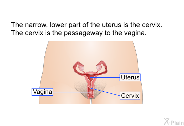 The narrow, lower part of the uterus is the cervix. The cervix is the passageway to the vagina.