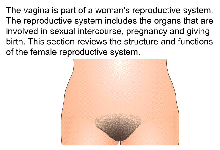 The vagina is part of a woman's reproductive system. The reproductive system includes the organs that are involved in sexual intercourse, pregnancy and giving birth. This section reviews the structure and functions of the female reproductive system.