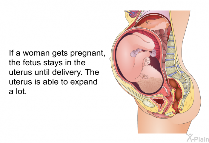 If a woman gets pregnant, the fetus stays in the uterus until delivery. The uterus is able to expand a lot.