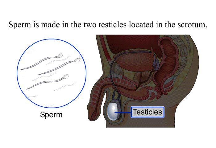 Sperm is made in the two testicles located in the scrotum.