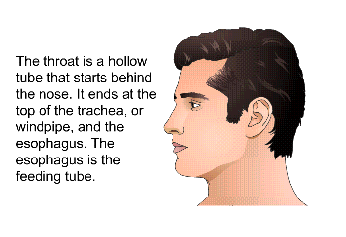 The throat is a hollow tube that starts behind the nose. It ends at the top of the trachea, or windpipe, and the esophagus. The esophagus is the feeding tube.