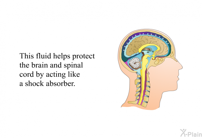 This fluid helps protect the brain and spinal cord by acting like a shock absorber.