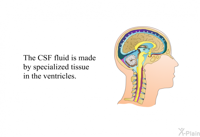 The CSF fluid is made by specialized tissue in the ventricles.