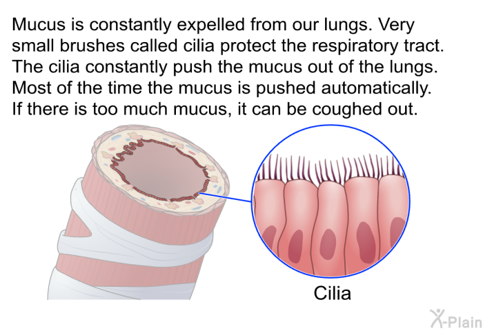 Mucus is constantly expelled from our lungs. Very small brushes called cilia protect the respiratory tract. The cilia constantly push the mucus out of the lungs. Most of the time the mucus is pushed automatically. If there is too much mucus, it can be coughed out.