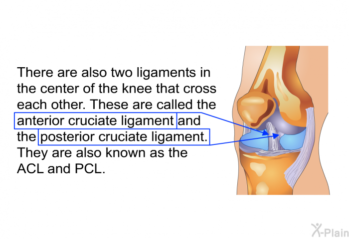 There are also two ligaments in the center of the knee that cross each other. These are called the anterior cruciate ligament and the posterior cruciate ligament. They are also known as the ACL and PCL.