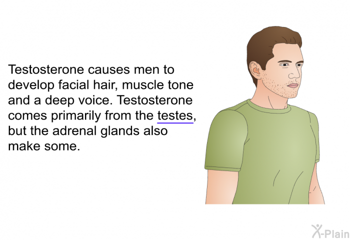 Testosterone causes men to develop facial hair, muscle tone and a deep voice. Testosterone comes primarily from the testes, but the adrenal glands also make some.