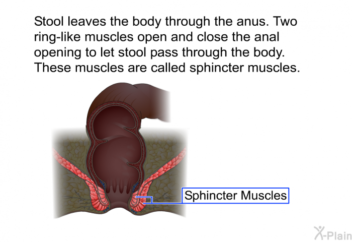 Stool leaves the body through the anus. Two ring-like muscles open and close the anal opening to let stool pass through the body. These muscles are called sphincter muscles.